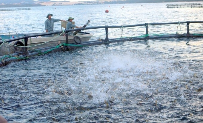 Currently, many localities have been promoting marine aquaculture on an industrial scale. Photo: KS.
