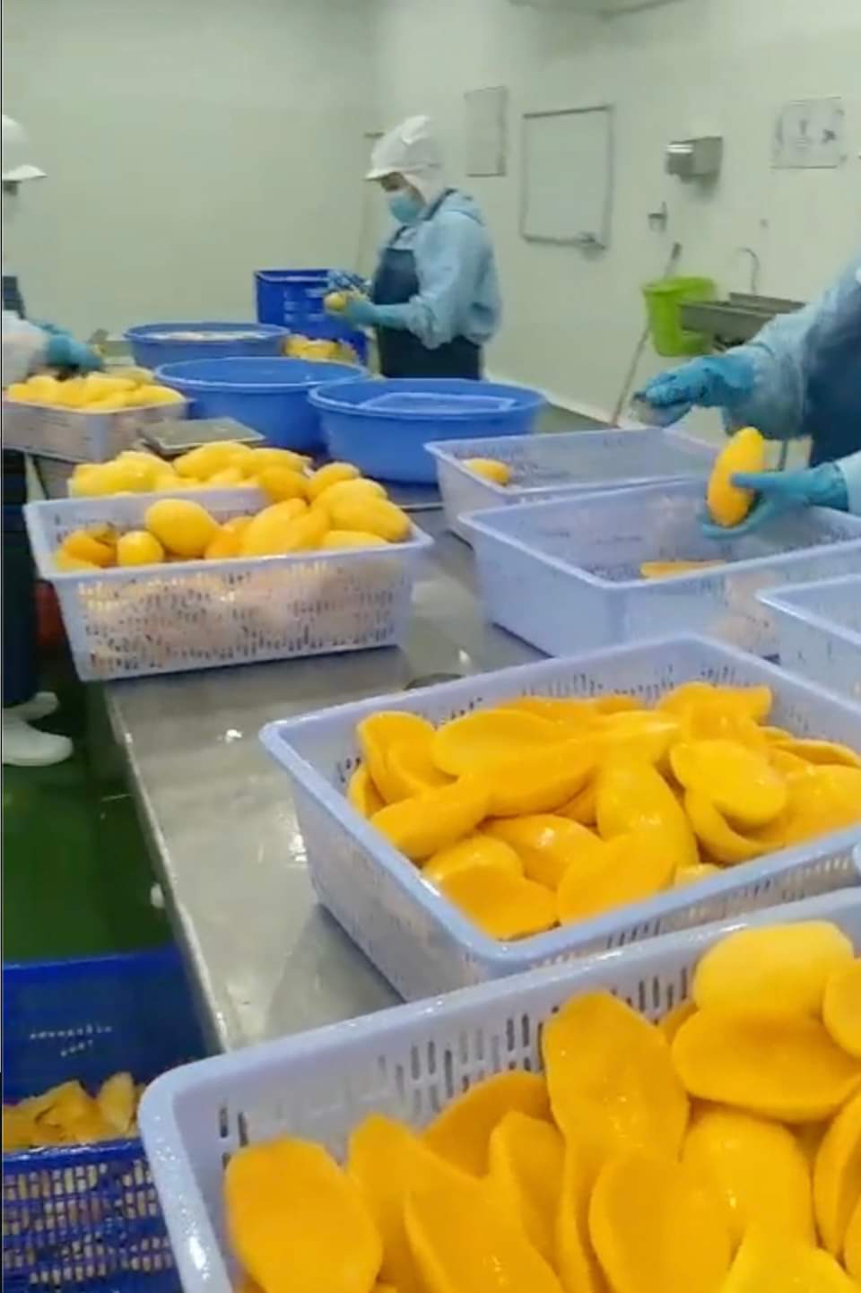 The mango processing section of Mekong Herbals.