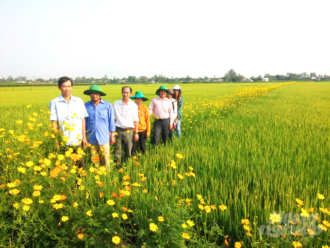 Ruộng lúa bờ hoa  Mô hình canh tác đơn giản mà hiệu quả