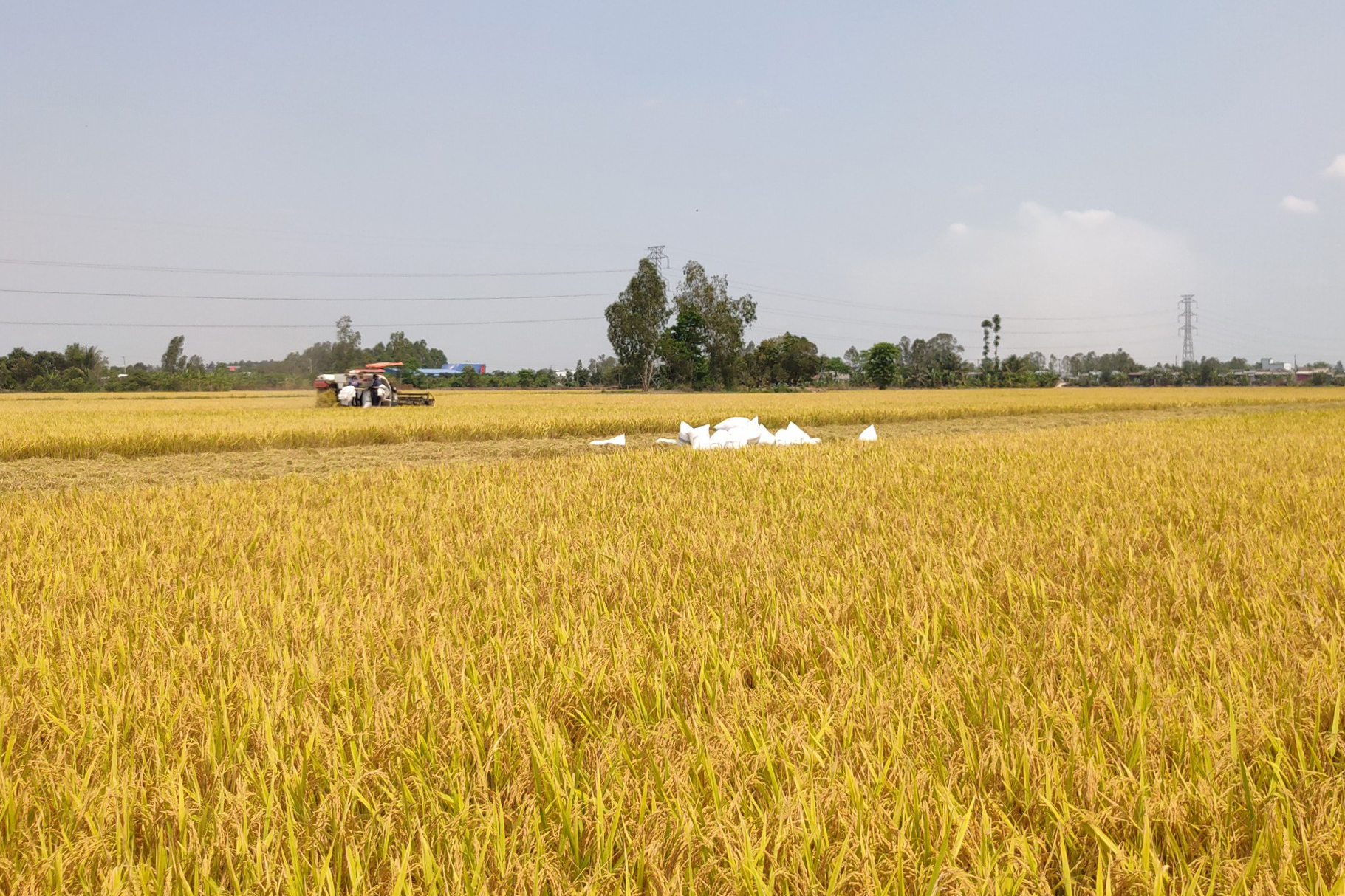 Mô hình sản xuất hạt giống lúa Đài thơm 8 tại HTX nông nghiệp Kiến Bình (Tân Thạnh, Long An).