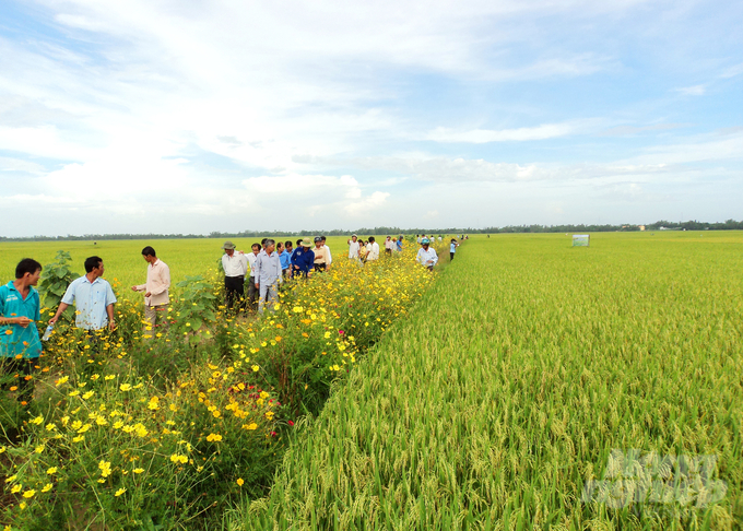Trồng lúa theo mô hình 'ruộng lúa, bờ hoa' vừa giúp nông dân tiết kiệm chi phí, vừa bảo vệ môi trường sinh thái và sức khỏe nông dân Ảnh: Lê Hoàng Vũ.