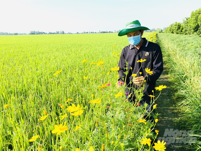 Sản xuất lúa theo công nghệ sinh thái giúp ruộng lúa rất ít sâu hại, cảnh quan môi trường nông thôn xanh, sạch, đẹp và còn tạo thêm thu nhập cho nông dân. Ảnh: Lê Hoàng Vũ.