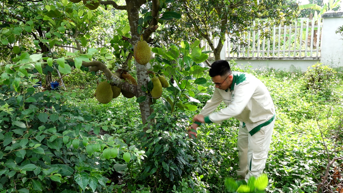 Anh Huy đang chăm sóc vườn mít 60 năm - niềm tự hào nhiều thế hệ cán bộ, công nhân viên công trình thủy lợi cống Cầu Xe. Ảnh: Quang Dũng. 