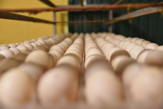 Với mỗi 10.000 quả trứng để phục vụ cho một máy ấp nở, tùy từng thời điểm, người dân sẽ phải đầu tư khoảng 100 triệu đồng. Ảnh: Phạm Hiếu.