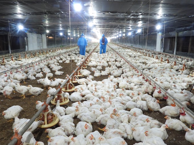 Bên trong trang trại gà lông trắng của ông Đỗ Mạnh Tường tại xã Đồng Nơ, huyện Hớn Quảng. Ảnh: Trần Trung.
