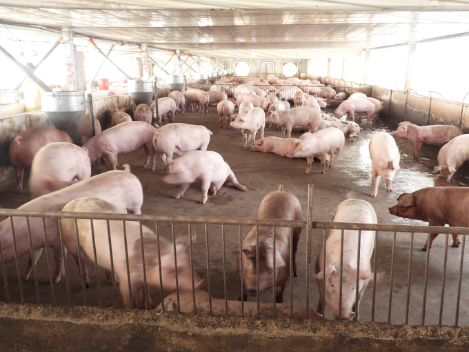 Attracting investment is the drive for the development of Binh Phuoc’s livestock industry. Photo: Le Binh.