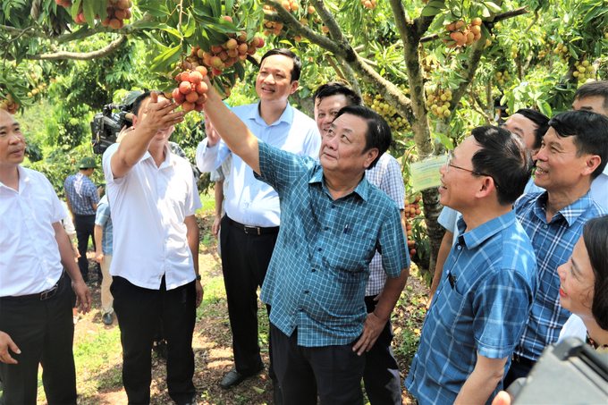 Bộ trưởng Lê Minh Hoan thăm mô hình vườn vải du lịch sinh thái tại xã Giáp Sơn, huyện Lục Ngạn, tỉnh Bắc Giang ngày 4/6. Ảnh: Phạm Hiếu.