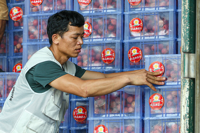 Workers load and unload lychee onto containers for export to China. Photo: Van Viet.