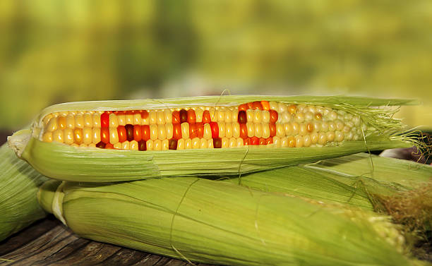 The concerns go further than the corn stalks. Gibson said if one country changes the rules that may spread to other places and commodities.