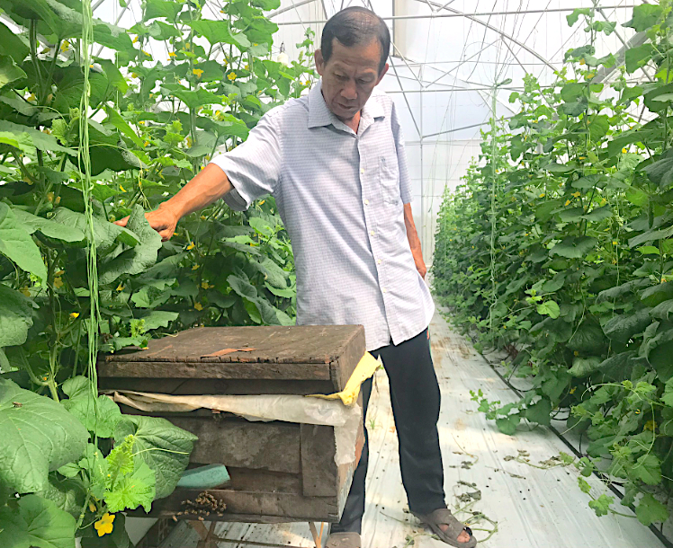 Dùng ong mật thụ phấn cho dưa lưới giúp tiết kiệm rất lớn công lao động. Ảnh: Minh Đảm.