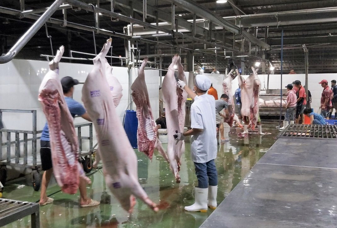 Gia súc được mổ tại nhà máy giết mổ động vật tập trung được bảo đảm vệ sinh an toàn thực phẩm, vệ sinh thú y. Ảnh: V.Đ.T.