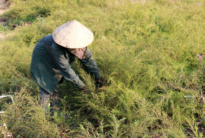 So với trồng cây keo lai hay bạch đàn, khoanh nuôi tự nhiên cây rành rành giúp đất đồi núi luôn giữ được màu xanh, giữ nước, không bị xói lở đất vào mùa mưa lũ. Ảnh: Huy Thư.