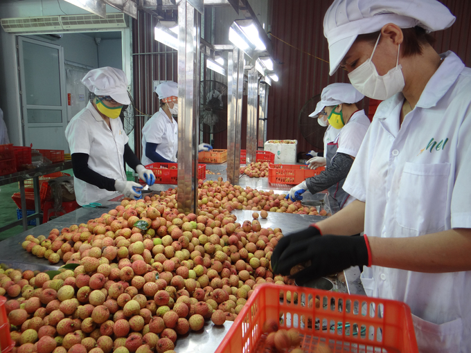 Thanh Ha lychees being pacakged for export. Photo: Nguyen Thanh.