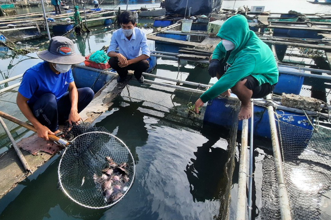 Người nuôi trồng thủy sản cần tuân thủ các hướng dẫn của cơ quan chức năng nhằm hạn chế thiệt hại do nắng nóng gây ra. Ảnh: CĐ.