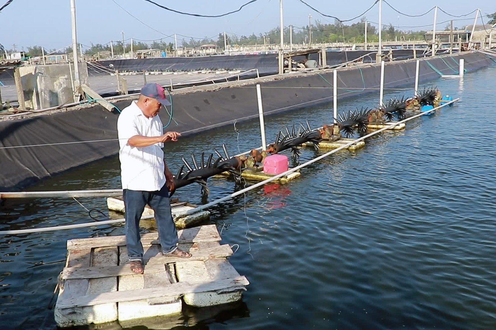 Nắng nóng kéo dài khiến nguy cơ dịch bệnh trên thủy sản nuôi luôn rình rập. Ảnh: Công Điền.