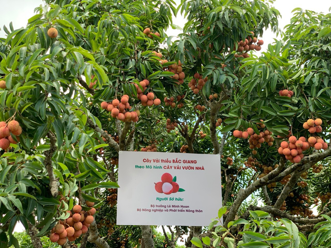 Lychee is owned by the Minister of Agriculture and Rural Development Le Minh Hoan.