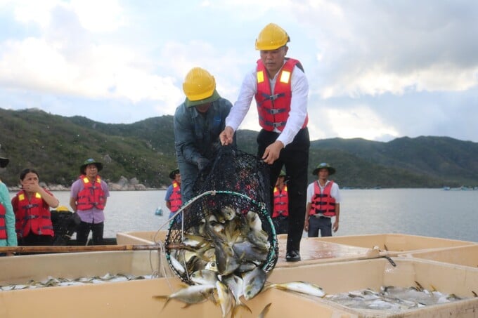 Thứ trưởng Bộ NN-PTNT Phùng Đức Tiến tham quan mô hình nuôi biển của Viện Nghiên cứu nuôi trồng thủy sản I trên vịnh Vân Phong, tỉnh Khánh Hòa. Ảnh: KS.