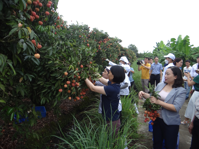 Hai Duong province has implemented various solutions, scientific and technical advancements in terms of lychee varieties and farming processes to improve product quality and design. Photo: Nguyen Thanh.