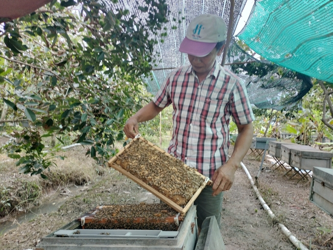 Mr. Nguyen Tri Phung in Hoa Quy hamlet, Hoa Ninh commune, Long Ho district (Vinh Long) has been keeping honey bees for over 10 years. Photo: Minh Dam.