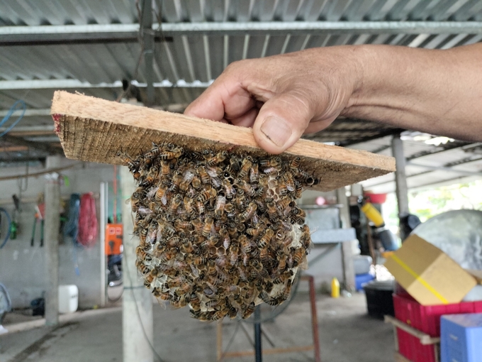 The raising queen bee prepares to separate. Photo: Minh Dam.