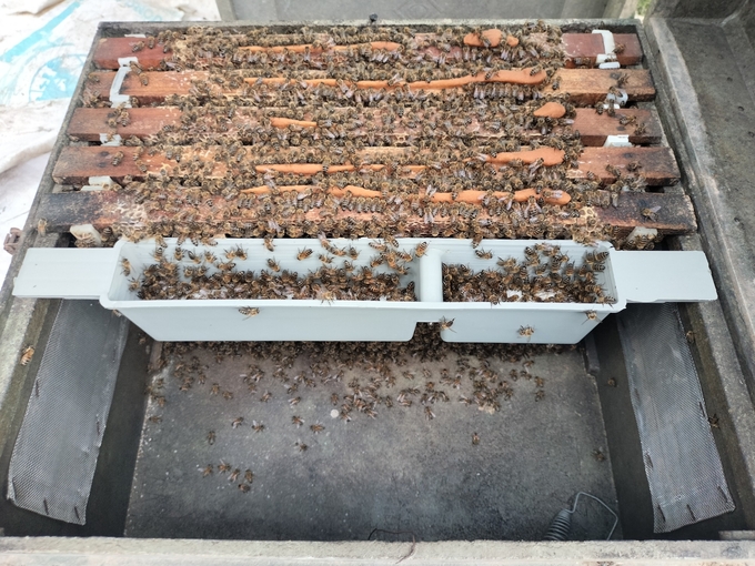 Mỗi thùng ong có hàng nghìn con ong thợ, mỗi lần lấy mật được hơn 2 lít. Ảnh: Minh Đảm.