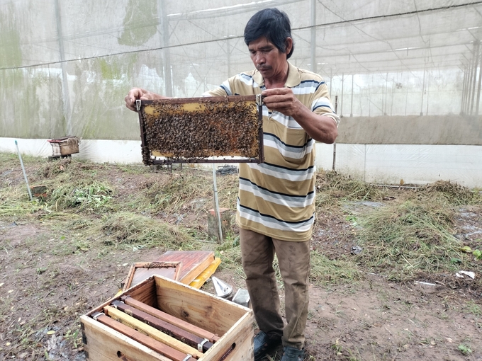 Nuôi ong mật tại HTX Rau an toàn Long Thuận, huyện Hồng Ngự (Đồng Tháp) để giúp thụ phấn cho cây trồng. Ảnh: Minh Đảm.