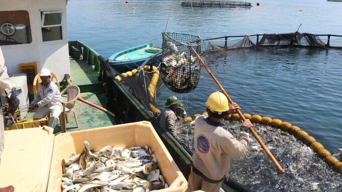 Provinces in South Central Vietnam will expand their open sea farming area. Photo: KS.