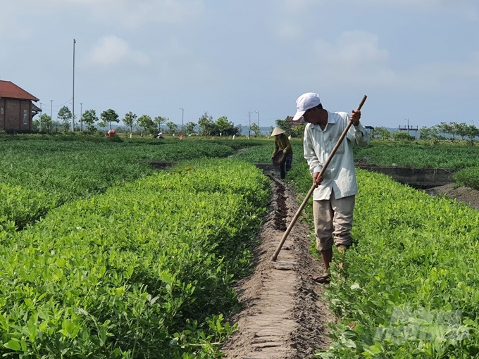 Chuyển đổi cơ cấu cây trồng là một trong những giải pháp phòng chống hạn có hiệu quả. Ảnh: Công Điền. 