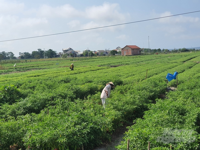 Cây ớt được người dân xã Quảng Lợi, huyện Quảng Điền canh tác trên diện tích đất lúa kém hiệu quả, cho năng suất, giá trị cao. Ảnh: Công Điền.