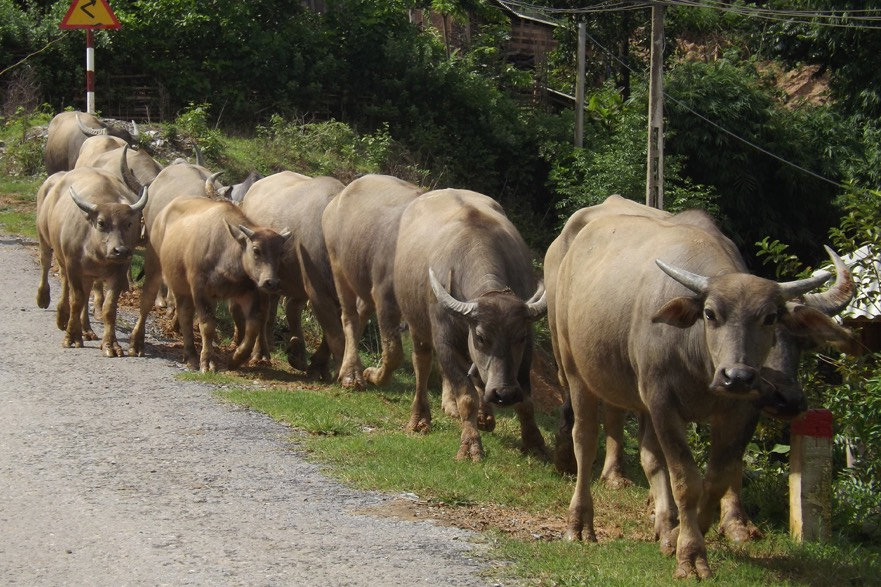 Điện Biên là tỉnh có tổng đàn trâu, bò lớn thuộc các tỉnh miền núi phía Bắc. Ảnh: Quang Dũng.