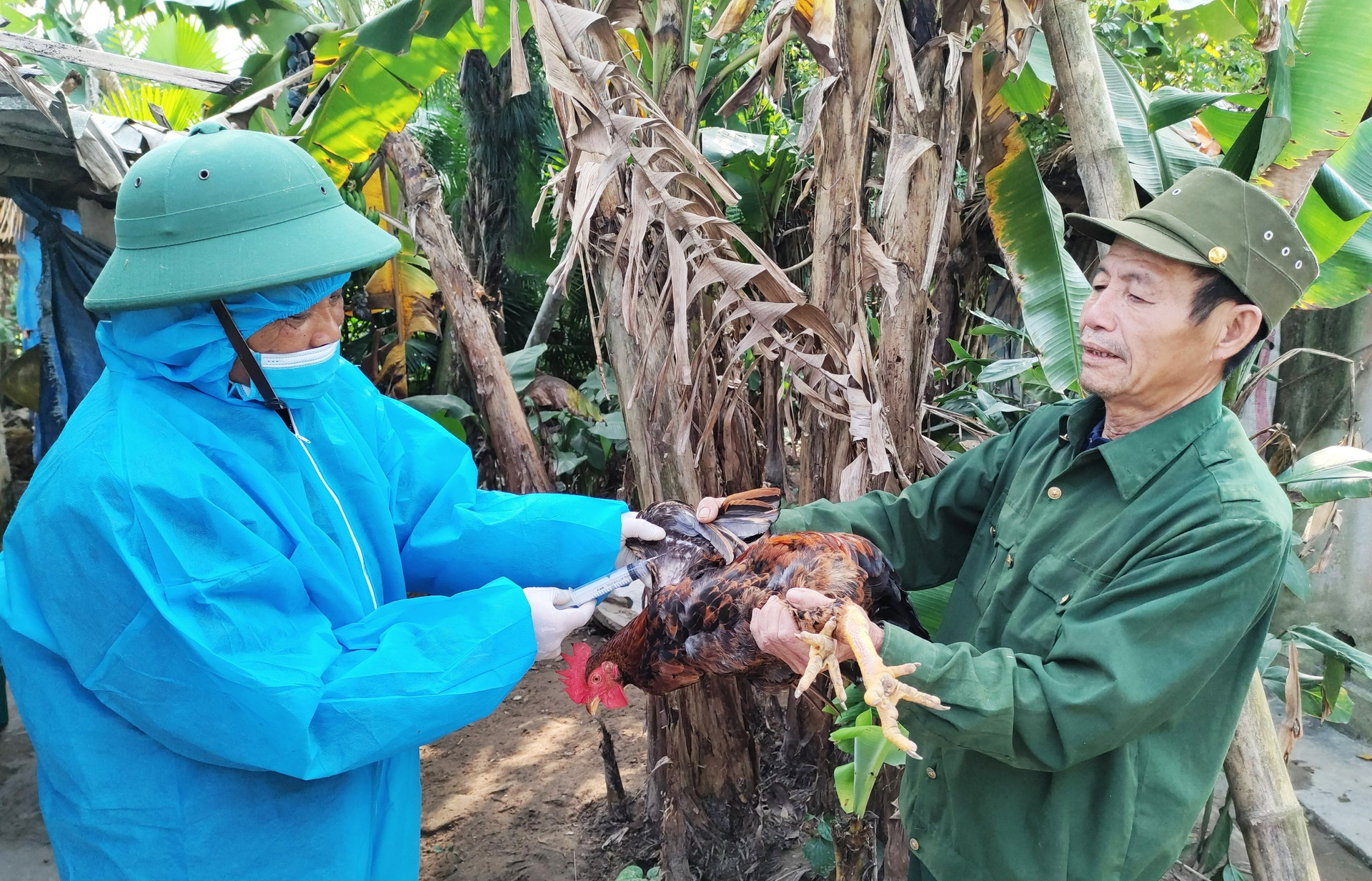 Dù đã kết thúc tiêm phòng đợt 1 năm 2023 nhưng tỷ lệ tiêm vắc xin cúm gia cầm tại các địa phương trên địa bàn Hà Tĩnh đạt thấp. Ảnh: Thanh Nga.