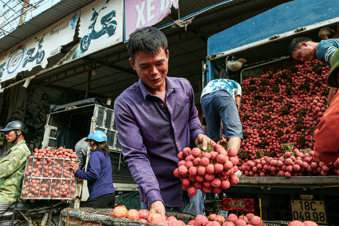 Transfer lychee from motorbike to truck in Luc Ngan, Bac Giang. This is also the place where lychees are weighed, then preliminarily processed and canned for export to the Chinese market. Photo: Van Viet.