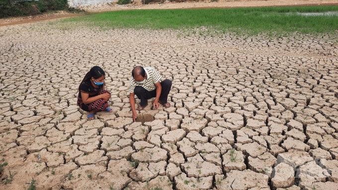 Nhiều diện tích lúa hè thu tại huyện miền núi A Lưới, tỉnh Thừa Thiên - Huế thiếu nước do hạn hán. Ảnh: Công Điền.