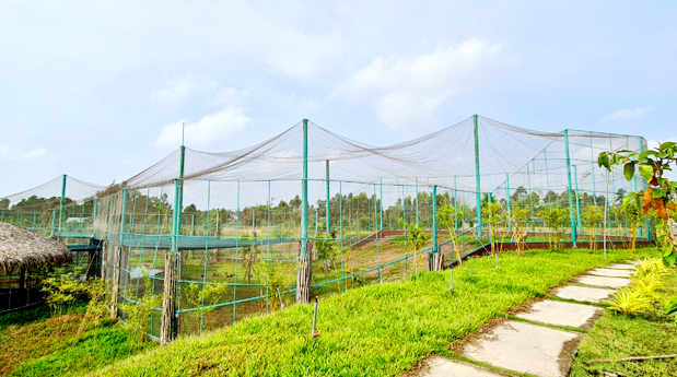 The Project for Conservation and Development of red-crowned cranes from 2022 to 2032 will be developed in association with organic agricultural production in the buffer zone to create a safe living environment for cranes outside the buffer zone. Photo: Le Hoang Vu.