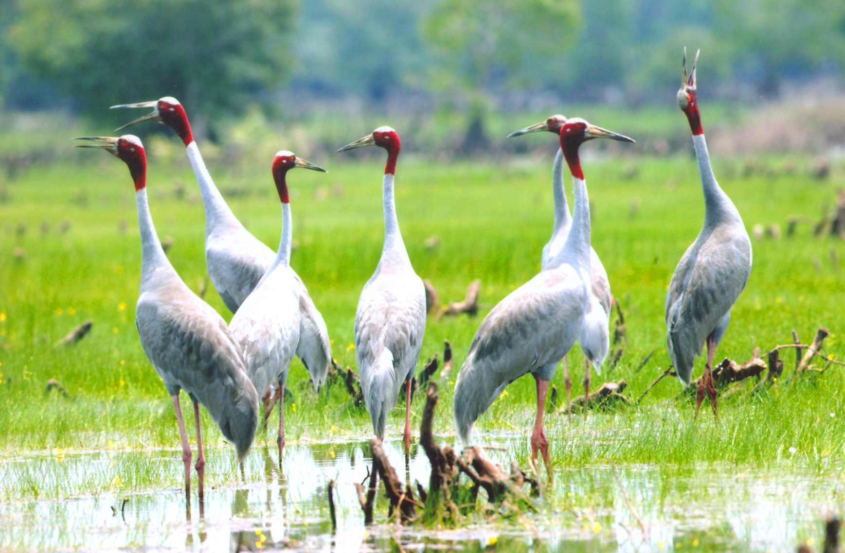 Dong Thap is currently designating area A4 of Tram Chim National Park as a location to rear and release cranes into the wild. Photo: Le Hoang Vu .