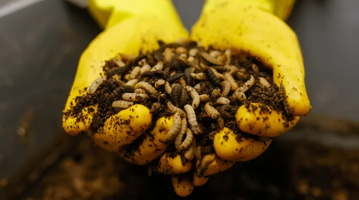 Black Soldier Fly larvae inside the Entocycle insect farming laboratory in London UK, on Wednesday, Oct. 26, 2022. The startup wants big business to adopt its insect farming technology. Photo: Carlos Jasso/Bloomberg via Getty Images.