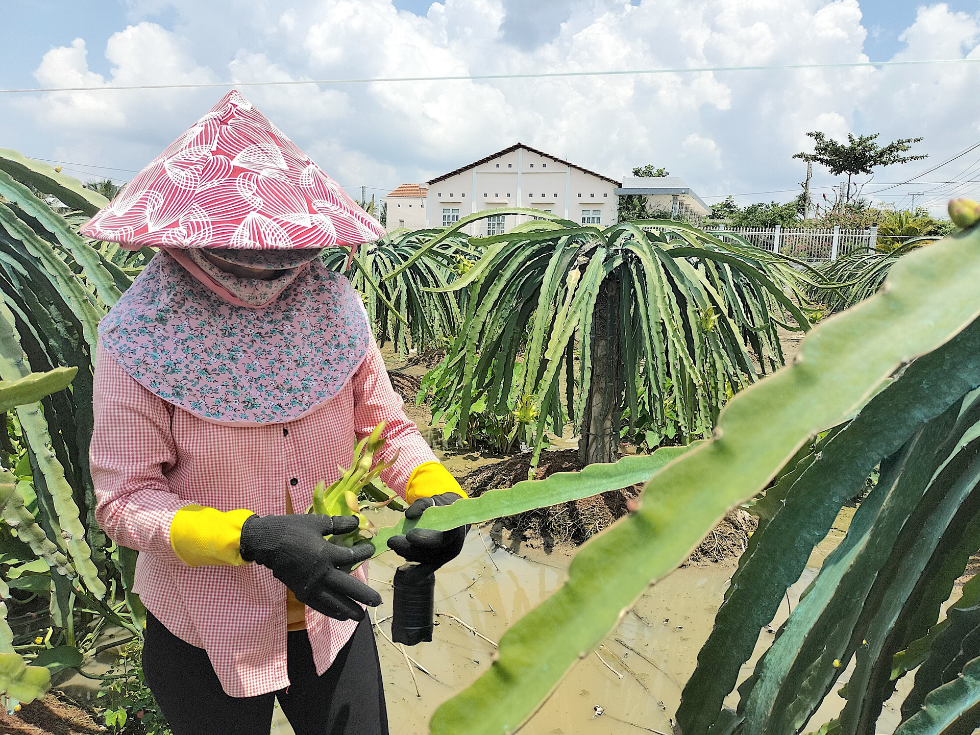 Tỉnh Tiền Giang có diện tích trồng cây ăn trái lớn nhất ĐBSCL với trên 82.000ha. Ảnh: Minh Đảm.