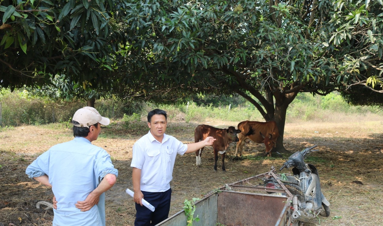 Cán bộ Thú y hướng dẫn ông An về cách chăn nuôi bò để phòng chống dịch bệnh. Ảnh: KS.