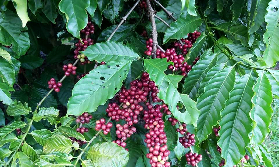 Vietnam's coffee production in the 2023-2024 crop is forecast to continue to be affected by El Nino. Photo: Son Trang.