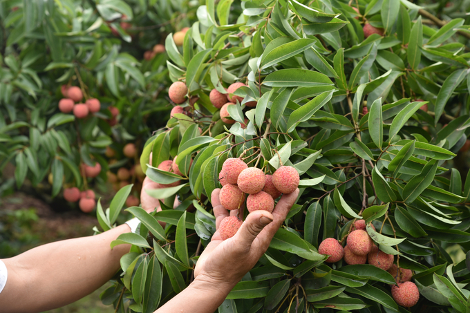 Chỉ sau một thời gian ngắn, hiệu quả của phân bón hữu cơ đã được thể hiện rõ rệt trên 'sức khỏe' của cây vải. Ảnh: Phạm Hiếu.