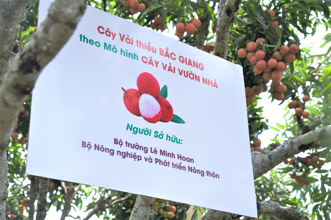 'Cây vải vườn nhà' được Bộ trưởng Bộ NN-PTNT Lê Minh Hoan đặt mua, treo biển tại mô hình. Ảnh: Phạm Hiếu.