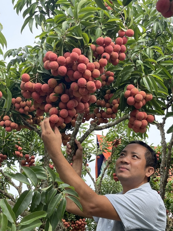 Từ kết quả của mô hình, Bắc Giang sẽ tiếp tục duy trì nhằm cấp chứng nhận hữu cơ và lan tỏa quy trình canh tác hữu cơ cho vùng vải của tỉnh. Ảnh: Lê Bền.