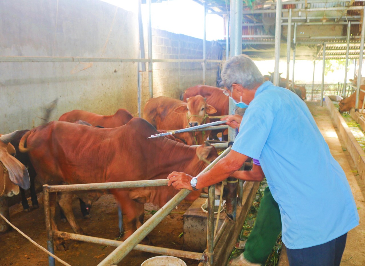 Đàn bò ở Khánh Hòa được tiêm phòng vacxin viêm da nổi cục. Ảnh: KS.