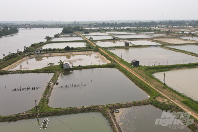 Toàn tỉnh Quảng Trị có gần 170 ha tôm bị chết. Ảnh: Võ Dũng.