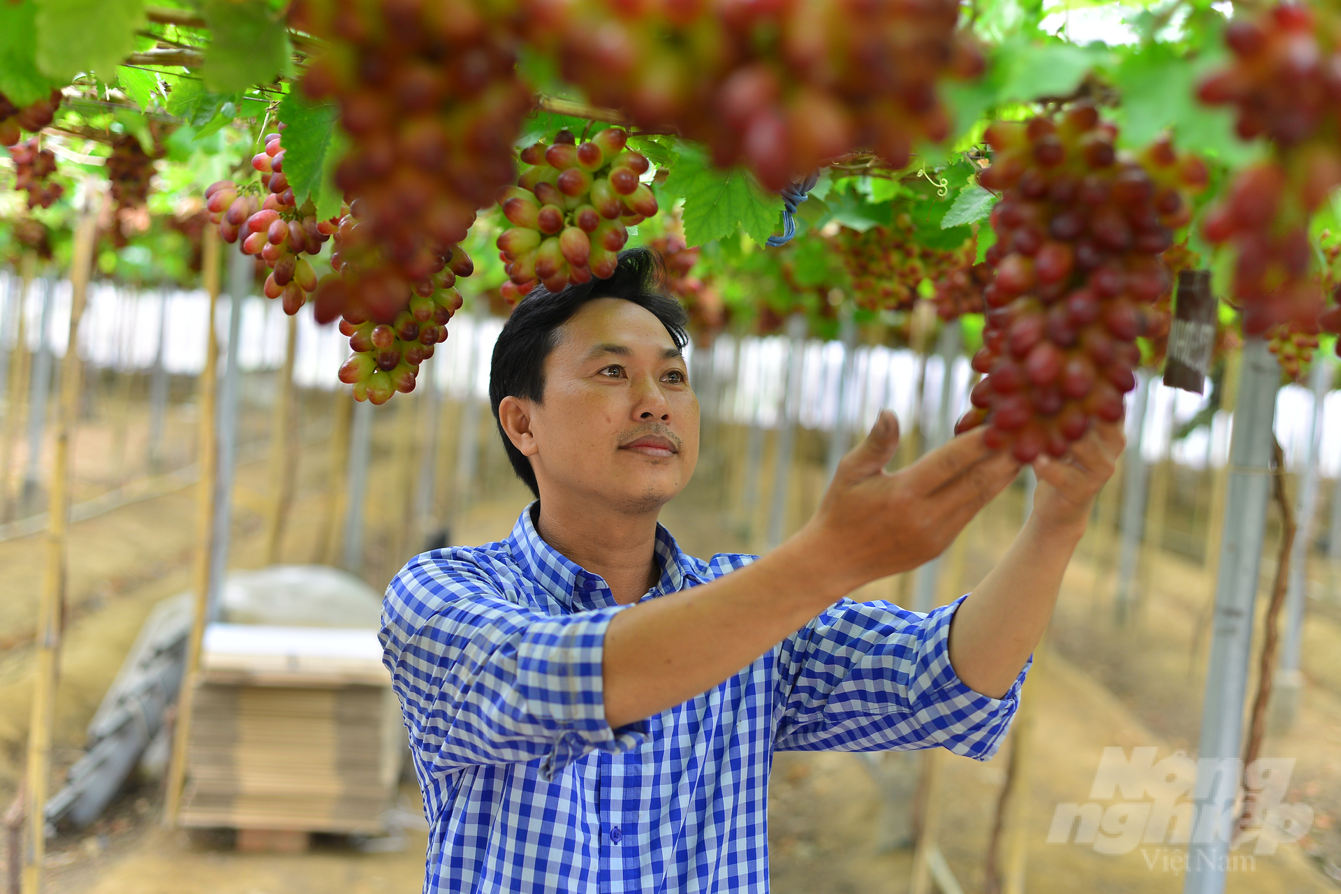 Các mô hình nho giống mới, áp dụng công nghệ cao tại Ninh Thuận có thể đạt 1,2 - 2,1 tỷ đồng/vụ, tương đương 2,6 - 4,4 tỷ đồng/ha/năm. Ảnh: Minh Hậu.