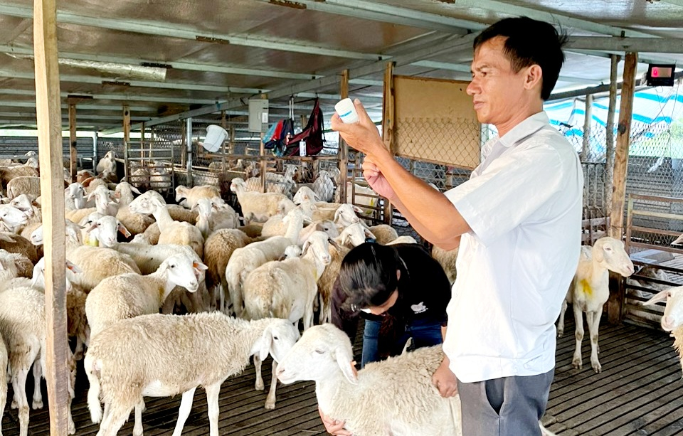 Tiêm phòng các dịch bệnh cho đàn cừu. Ảnh: M.P.