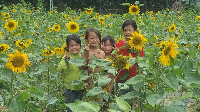 Vườn hoa hướng dương người dân trồng để khách du lịch check-in, chụp ảnh ở Lũng Cẩm. Ảnh: Kiên Trung.