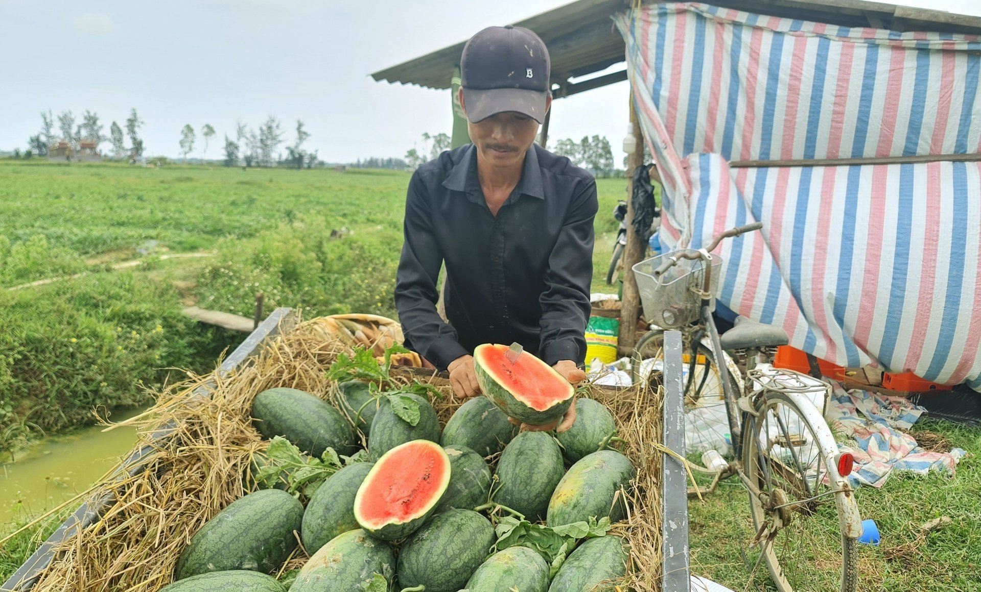 The 3-star OCOP watermelon field of Ham Ninh commune. Photo: T. Phung.