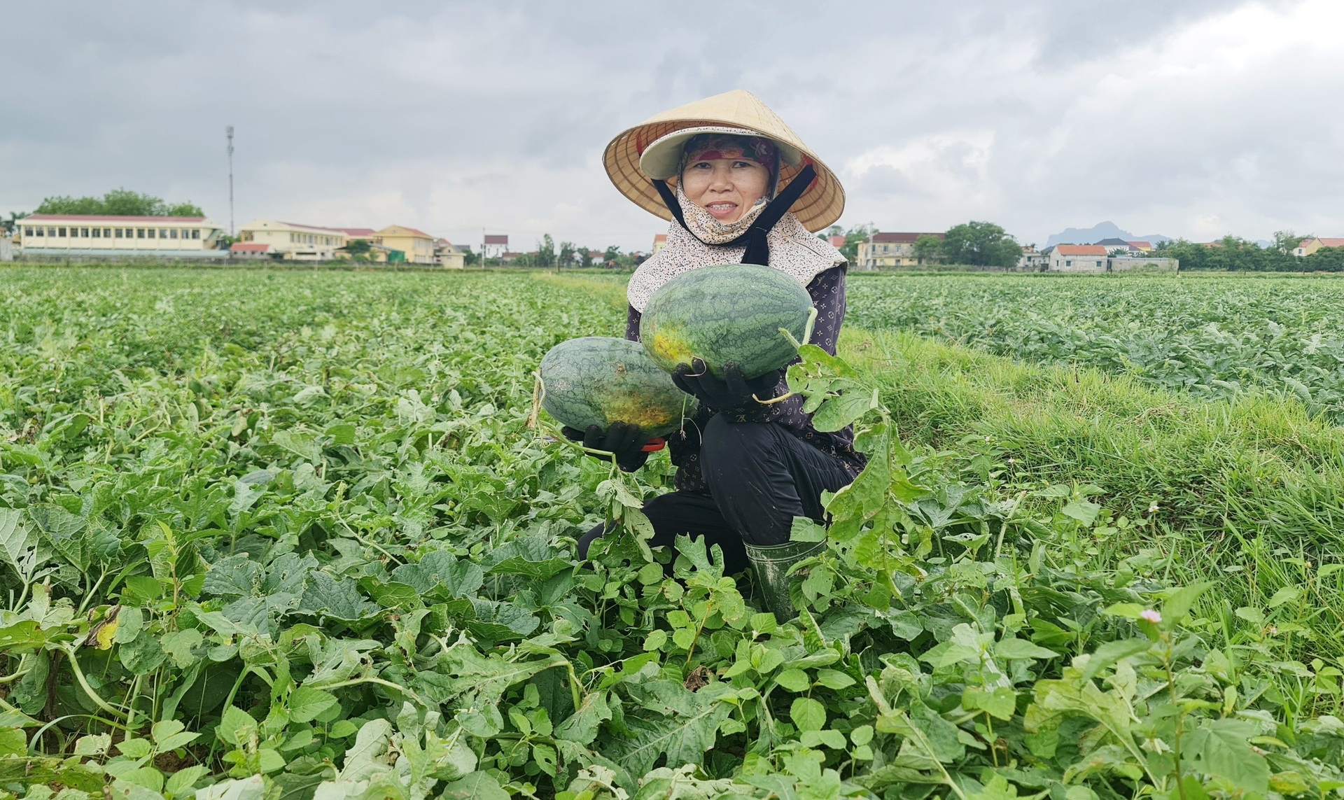 Ham Ninh watermelon is a popular product trusted by customers. Photo: T. Phung.