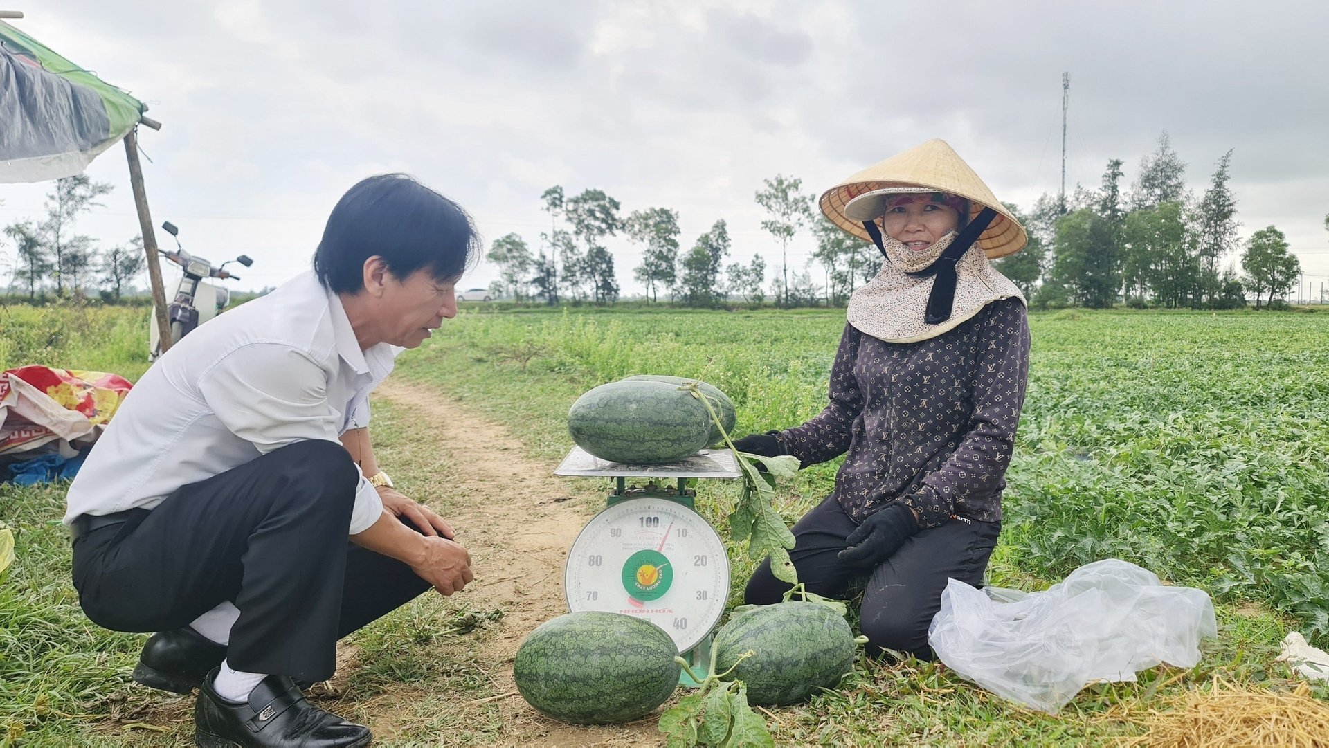 After each crop, Ham Ninh watermelon help farmers secure a stable income of approximately 200 million VND/ha. Photo: T. Phung.